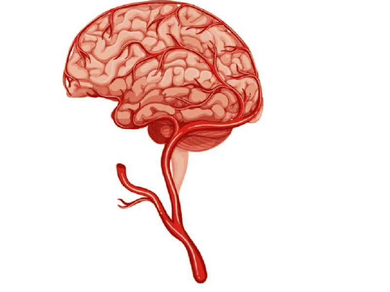 clipart:ee-zgj_h1oc= brain